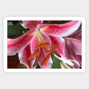Ever Fragrant Dancing Pink Easter Lily Sticker
